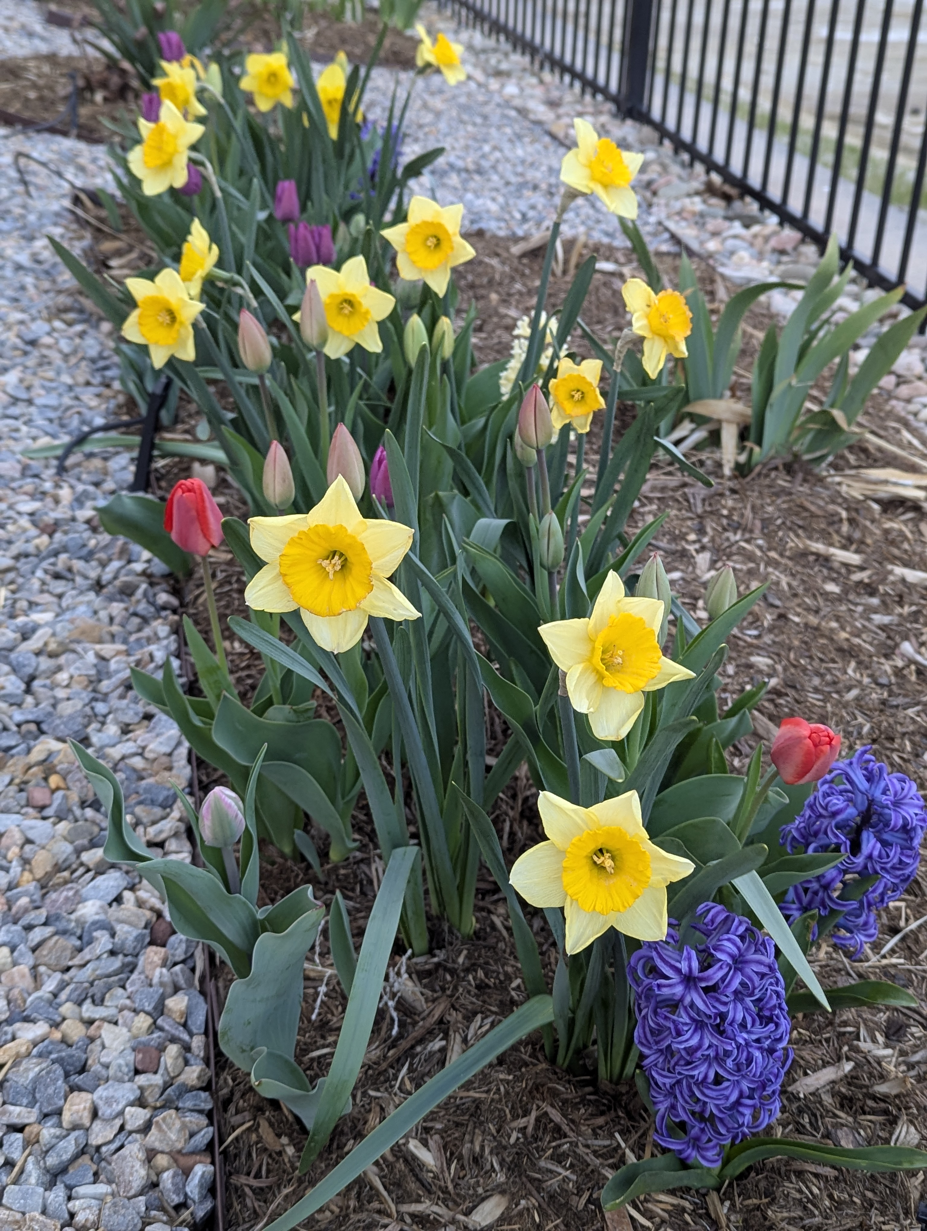 Garden, Flowers, Morrison, Colorado